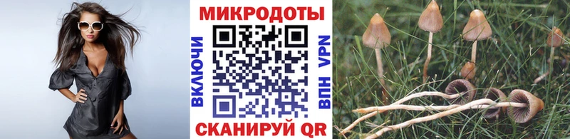 Купить где  Боготол  Псилоцибиновые грибы Psilocybe 